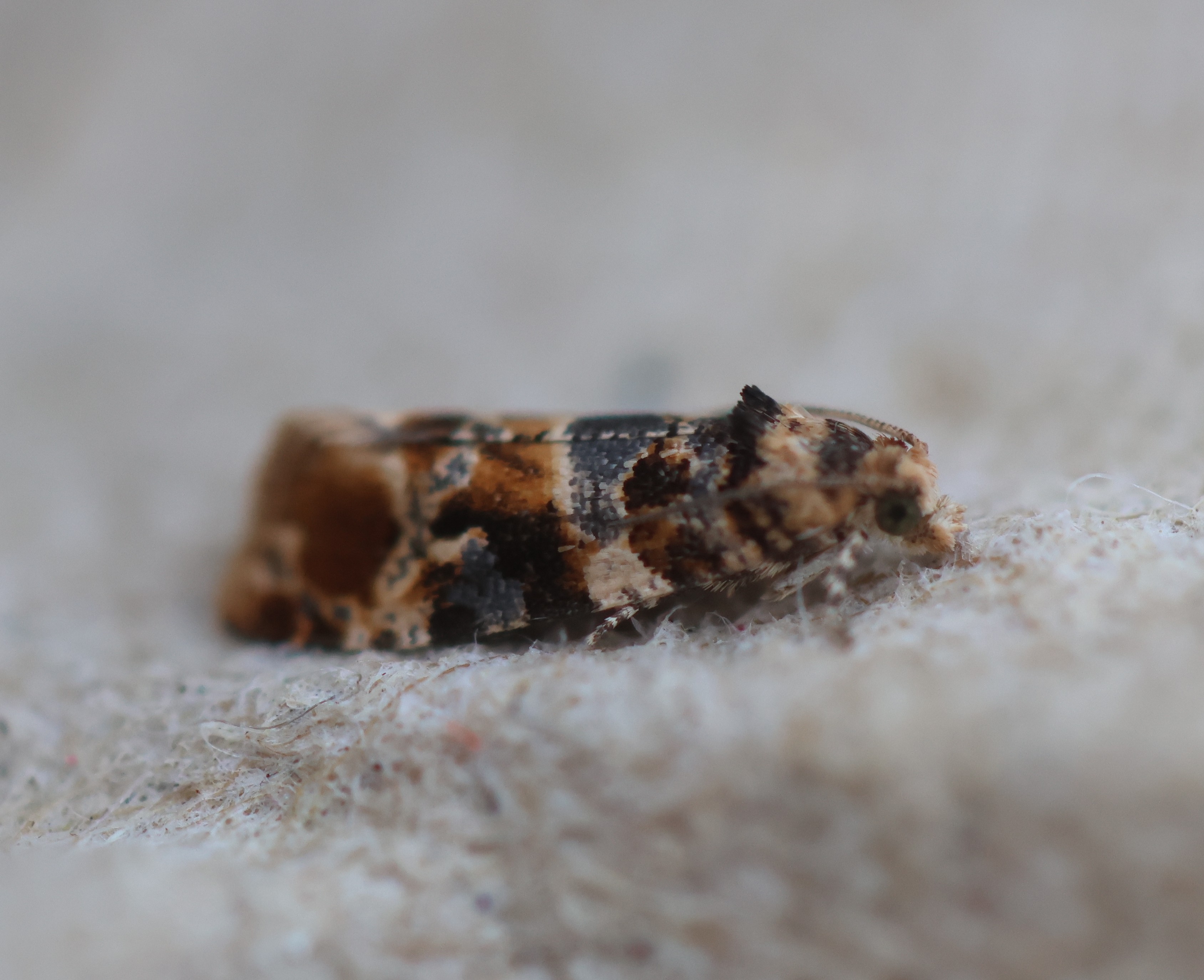 Photo of Oak Marble (Lobesia reliquana)